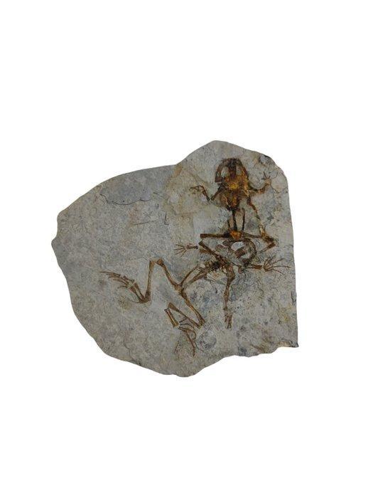 kikker - Gefossiliseerd dier - Genibatrachus - 22 cm - 20 cm, Verzamelen, Mineralen en Fossielen