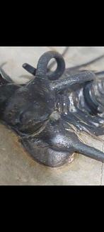 Vereniging van Trilobieten - Gefossiliseerd dier -