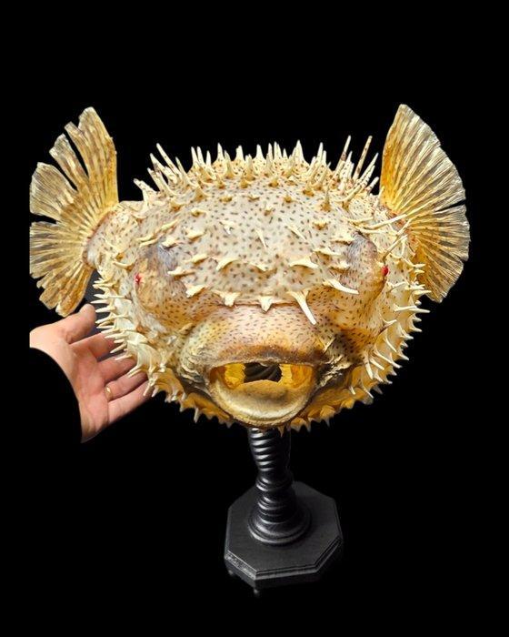 Impressive monster pufferfish on a stand museum - 67 cm, Verzamelen, Dierenverzamelingen