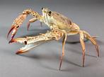 Uitstekende krab Pantser - Portunus sp. - 18 cm - 15.7 cm -, Nieuw