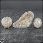 Chuchotement des mers primitives – Coraux fossilisés en