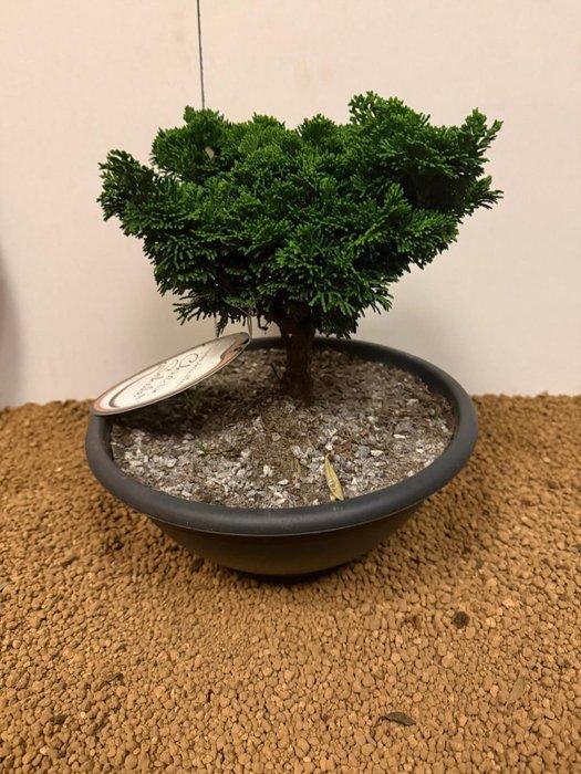Hinoki cipres bonsai (Chamaecyparis obtusa) - Hoogte (boom):, Antiquités & Art, Art | Objets design