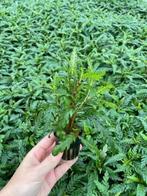 Hygrophila Pinnatifida (Aquariumplanten, Aquarium producten), Dieren en Toebehoren, Verzenden, Nieuw, Plant(en), Steen of Hout