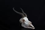 Springbok Schedel - Antidorcas marsupialis - 0 cm - 0 cm - 0, Verzamelen, Dierenverzamelingen, Nieuw