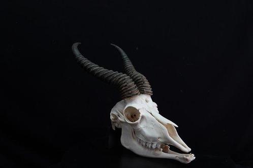 Springbok Schedel - Antidorcas marsupialis - 0 cm - 0 cm - 0, Verzamelen, Dierenverzamelingen