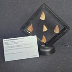 Dinosaurus Tand - Mosasaurus - 11 cm - 5 cm - 11 cm - (5), Verzamelen, Dierenverzamelingen, Nieuw