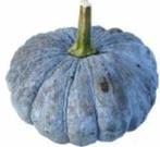Beung Karn / Bungkan 021 moschata zaden, Nieuw