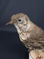 Grote Lijster Taxidermie volledige montage - Turdus, Verzamelen, Dierenverzamelingen, Nieuw