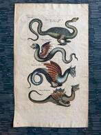 Matthaus I Marian (1593-1650)- Johann Jonston (XVII) - Draco