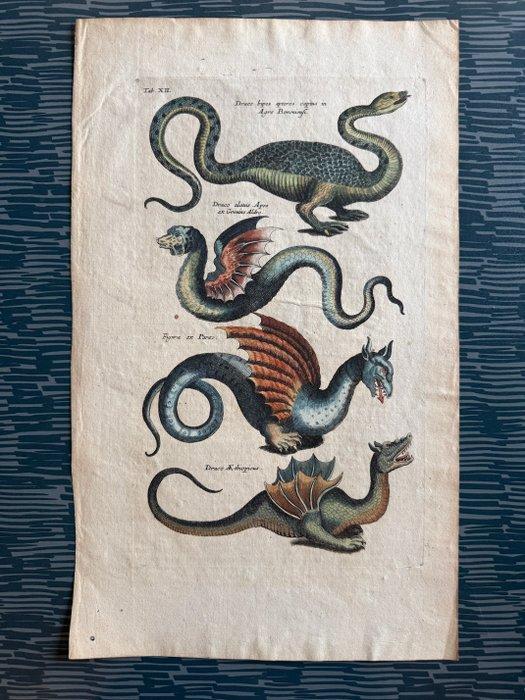 Matthaus I Marian (1593-1650)- Johann Jonston (XVII) - Draco, Antiek en Kunst, Antiek | Overige Antiek