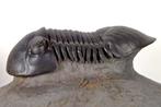 Trilobite - Carapace fossilisée - Paralejurus rehamnanus -