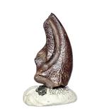 Gefossiliseerde klauw - Top Rare Undescribed Theropod, Verzamelen, Mineralen en Fossielen