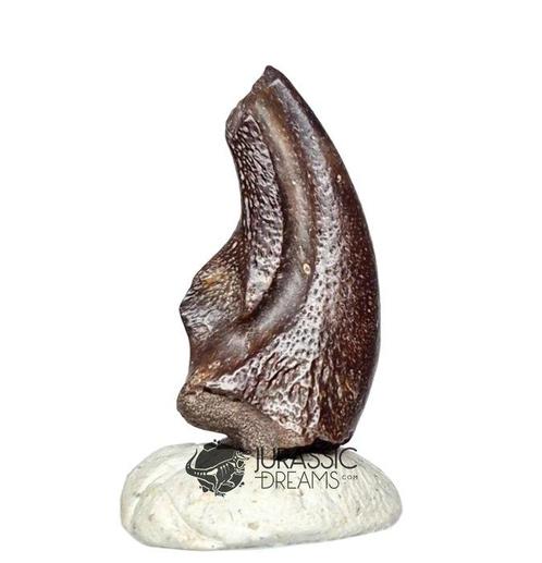 Gefossiliseerde klauw - Top Rare Undescribed Theropod, Verzamelen, Mineralen en Fossielen