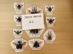 Lot van 10 Spreidkevers, A1 Taxidermie volledige montage -, Verzamelen, Nieuw