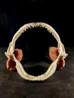 grote kaak van een bruine haai Taxidermie volledige montage