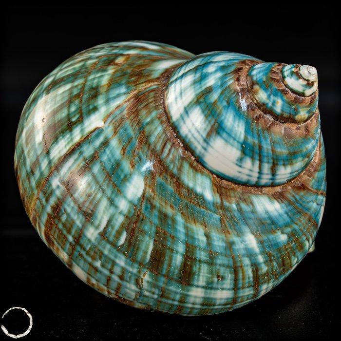Natuurlijke Turbo Marmoratus-schelp - Shell- 184.89 g, Verzamelen, Mineralen en Fossielen
