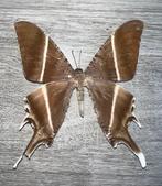Page Taxidermie wandmontage - Lyssa Zampa - 22.5 cm - 17.5, Collections, Collections Animaux