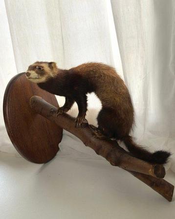 furet Support de corps entier pour taxidermie - Mustela