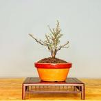Dwergmispel bonsai - Hoogte (boom): 17 cm - Diepte (boom):