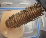 Trilobiet - Fossiel skelet - Crotalocephalus gibbus - 11 cm