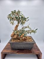 Bonsai van Olea europaea - verzamelstuk - Hoogte (boom): 40
