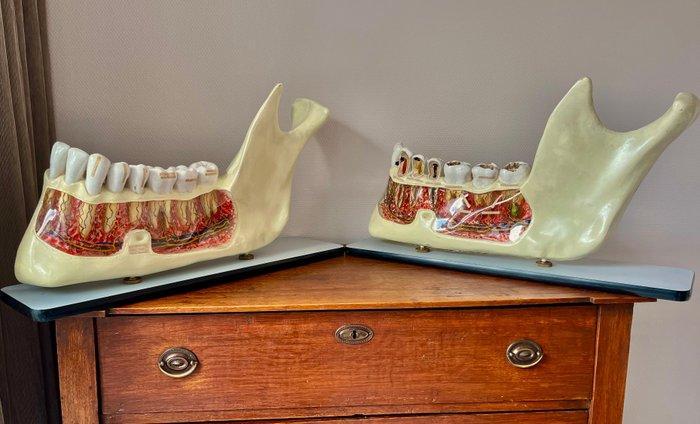 Anatomisch model - Kunststof en papier-mache op houten basis, Antiek en Kunst, Antiek | Wandborden en Tegels