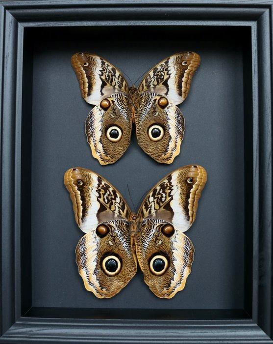 Vlinder Taxidermie volledige montage - Caligo atreus - 25 cm, Verzamelen, Dierenverzamelingen
