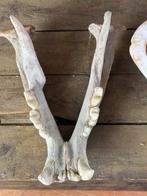 Lion Crâne - Panthera leo - 18 cm - 28 cm - 38 cm- CITES, Verzamelen, Nieuw