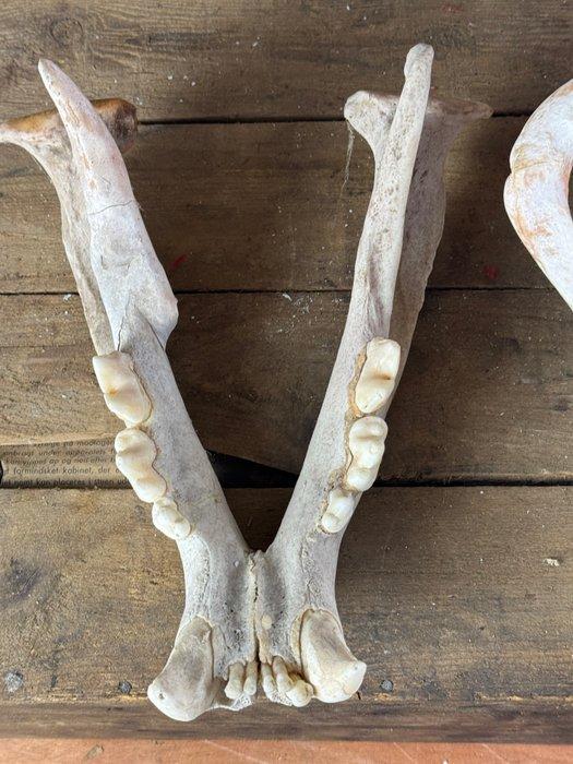 Lion Crâne - Panthera leo - 18 cm - 28 cm - 38 cm- CITES, Verzamelen, Dierenverzamelingen