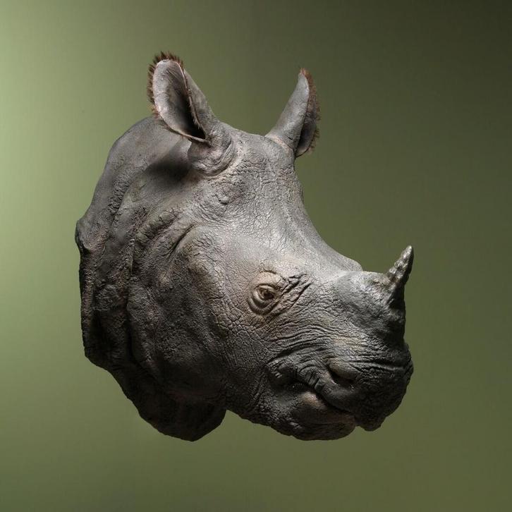 Indische Neushoorn Replica, Verzamelen, Dierenverzamelingen, Opgezet dier, Nieuw, Wild dier, Ophalen of Verzenden