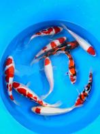 Hirasawa Marusei 27-32cm (Japanse Koi), Ophalen of Verzenden