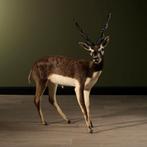 Indische Antilope Taxidermie Opgezette Dieren By Max, Nieuw, Wild dier, Opgezet dier, Ophalen of Verzenden
