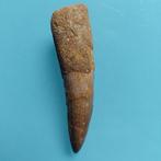 Dinosaurus - Fossiele tand - Spinosaurus aegyptiacus - 73 mm