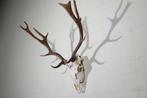 Fallow Buck Trophy Schedel - Dama dama - 45 cm - 60 cm - 52, Verzamelen, Dierenverzamelingen, Nieuw
