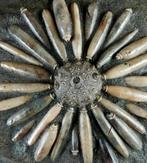 Fossiele zeester van hoge kwaliteit!!! - Pantser met, Verzamelen