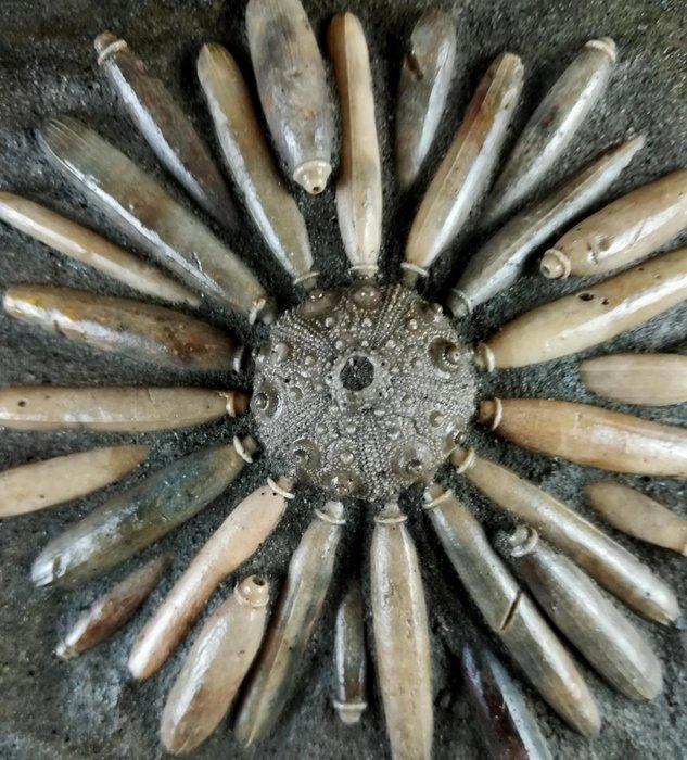 Fossiele zeester van hoge kwaliteit!!! - Pantser met, Verzamelen, Mineralen en Fossielen