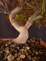 Acer Palmatum - Sans prix de réserve - Hauteur (arbre) : 37