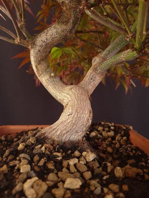 Acer Palmatum - Sans prix de réserve - Hauteur (arbre) : 37, Antiek en Kunst, Curiosa en Brocante