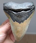 Megalodon - Fossiele tand - FAT! USA MEGALODON TOOTH - 12.3