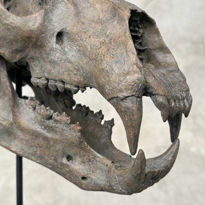 GEEN minimumprijs - Een replica van een poolbeer schedel op, Antiek en Kunst, Kunst | Designobjecten