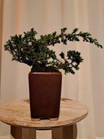 Jeneverbes bonsai (Juniperus) - Hoogte (boom): 11 cm -