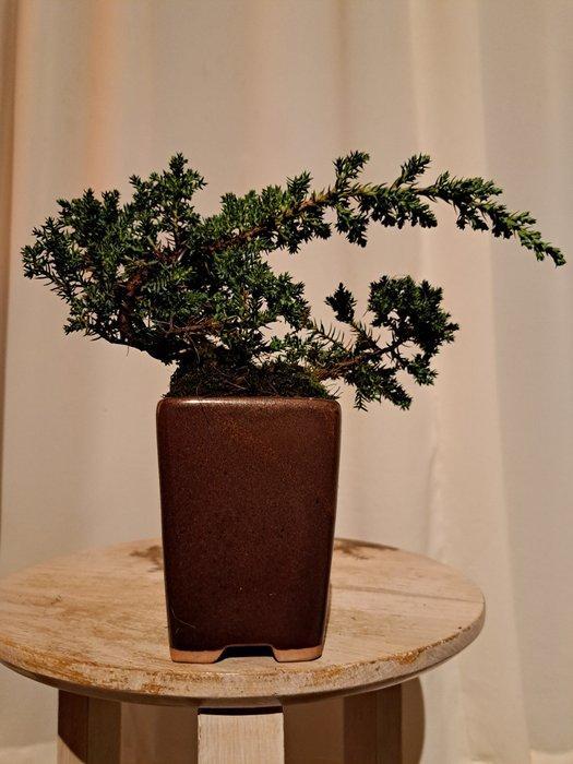 Jeneverbes bonsai (Juniperus) - Hoogte (boom): 11 cm -, Antiek en Kunst, Curiosa en Brocante