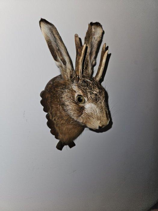 hazenkop ( jackalope ) Taxidermie volledige montage - Lepus, Verzamelen, Dierenverzamelingen