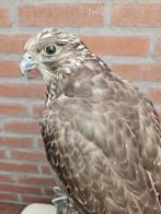 Giervalk Taxidermie volledige montage - Falco rusticolus -, Nieuw