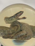 Collared Dwarf Racer preserved and encased in sphere glass, Nieuw