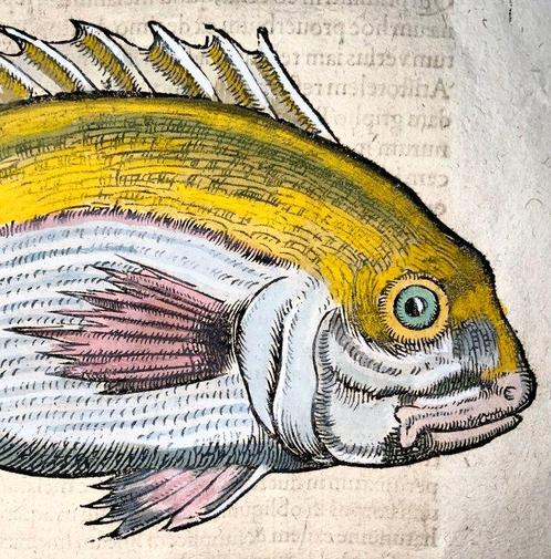 Conrad Gesner [Konrad Gessner] 1516-1565: Sea Bream, marine, Antiek en Kunst, Antiek | Boeken en Manuscripten