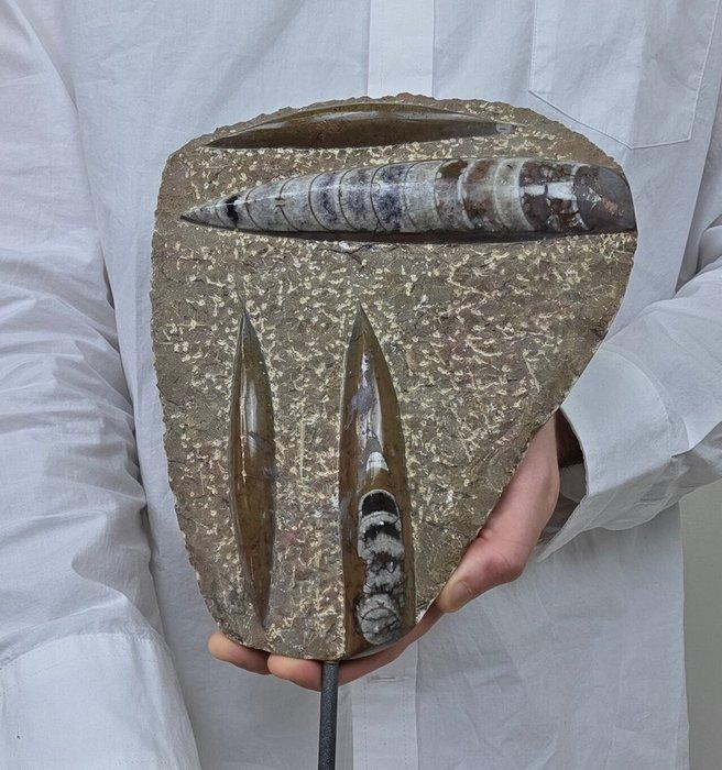 Orthoceras - Gefossiliseerd dier - 20 cm - 17 cm, Collections, Minéraux & Fossiles