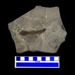 Fossiel skelet - Bassanichthys pesciarensis - 13.5 cm - 11, Verzamelen, Mineralen en Fossielen
