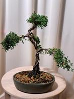 Juniperus chinensis kishu bonsai - Hoogte (boom): 26 cm -, Antiek en Kunst