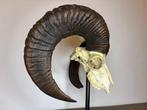 Mouflon Schedel op een standaard - Ovis orientalis - 40 cm -